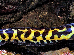 Pholidichthys leucotaenia thumbnail