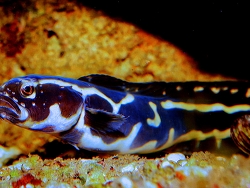 Pholidichthys leucotaenia thumbnail