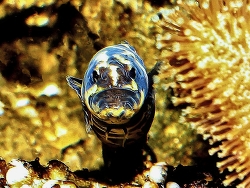 Pholidichthys leucotaenia thumbnail