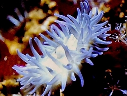 	Actinia equina