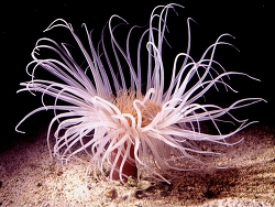 Cerianthus filiformis thumbnail