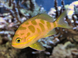 Tiefwasser-Fahnenbarsch - Odontanthias borbonius