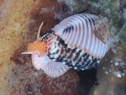 Trivia monacha thumbnail