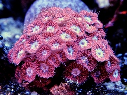 Steinkoralle - Blastomussa merleti