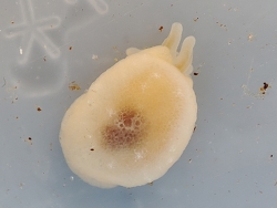 Berthella plumula thumbnail