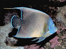 Pomacanthus semicirculatus thumbnail