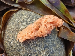  Aplysia,Canton de Douarnenez, France 2025