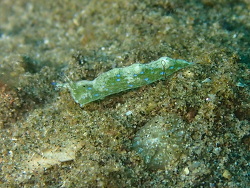 Elysia aowthai,Dauin, Negros oriental, Philippines 2024