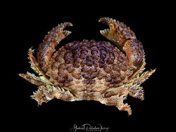 Daira perlata thumbnail