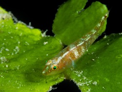 Pleurosicya bilobata thumbnail