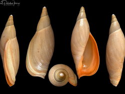 Provocator palliatus thumbnail