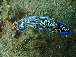 Armina occulta thumbnail