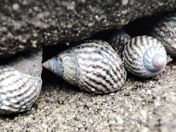 Echinolittorina aspera thumbnail