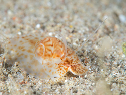 Notocochlis cernica thumbnail