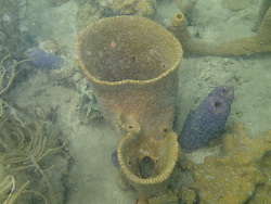 Ircinia campana thumbnail