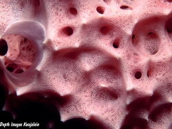 Dysidea cf arenaria, Kwajalein