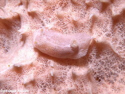 Dysidea cf arenaria, Kwajalein