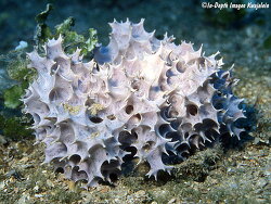 Dysidea arenaria thumbnail