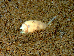 Oliva amethystina thumbnail