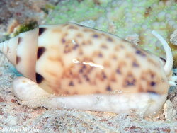 Oliva amethystina thumbnail