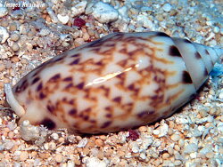 Oliva amethystina thumbnail