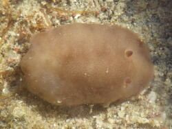 Inuda luarna thumbnail