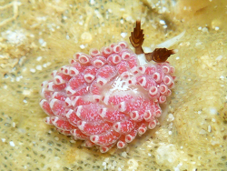 Favorinus elenalexiae thumbnail