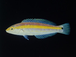 Foto:  Mauritius, Westlicher Indischer Ozean