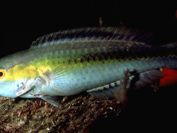 Foto: Mauritius, Westlicher Indischer Ozean