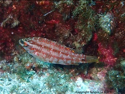 Foto: Estéou, Marsaille, Frankreich, Mitgtelmeer