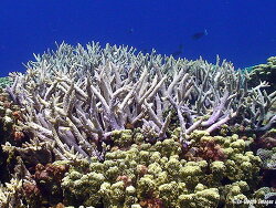 Acropora acuminata, Kwajalein