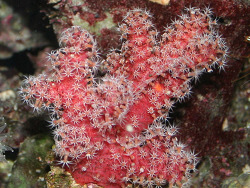 Alcyonium glomeratum - Rote Meerhand