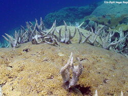 Acropora acuminata, Kwajalein
