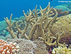 Acropora acuminata, Kwajalein
