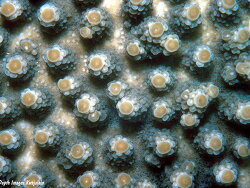 Acropora florida, Kwajalein