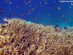 Acropora intermedia thumbnail