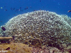 Acropora intermedia thumbnail