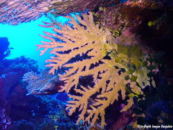 Acropora pichoni thumbnail