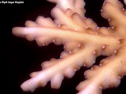 Acropora pichoni thumbnail