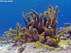 Acropora robusta thumbnail
