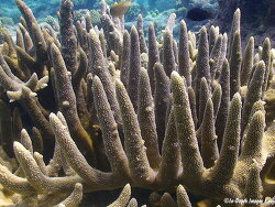 Acropora valenciennesi thumbnail
