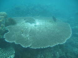 Acropora hyacinthus,Indonesia 2010