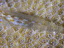 Pleurosicya plicata thumbnail