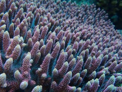 Acropora millepora thumbnail