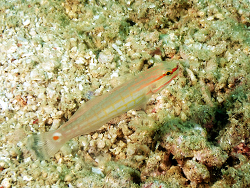 Amblygobius decussatus thumbnail