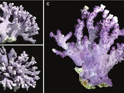 Distichopora robusta thumbnail