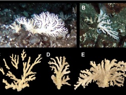 Distichopora yurupariensis thumbnail