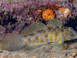 Exyrias akihito thumbnail