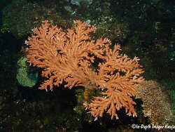 Flat coral - Acropora tenella, Kwajalein 2014