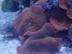 Discosoma sp., Discosoma Ironman (c)NovusMetallus eingestellt in Was ist das 2026